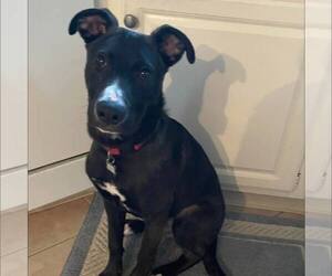 German Shepherd Dog-Unknown Mix Dogs for adoption in New Oxford , PA, USA