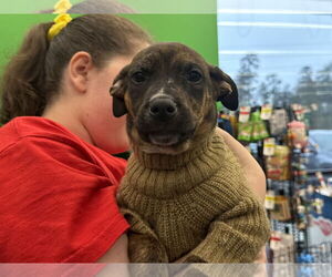 Labrador Retriever-Unknown Mix Dogs for adoption in The Woodlands, TX, USA