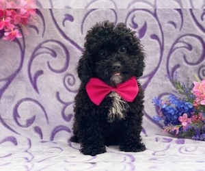Poodle (Toy) Puppy for sale in LANCASTER, PA, USA
