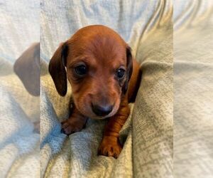 Dachshund Puppy for sale in JACKSON, NJ, USA