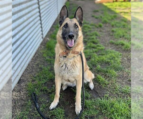 Medium Photo #2 Mutt Puppy For Sale in Modesto, CA, USA