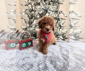 Goldendoodle (Miniature) Puppy for sale in APOPKA, FL, USA