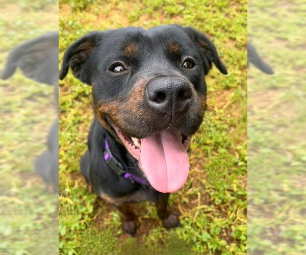 Medium Photo #1 Rottweiler-Unknown Mix Puppy For Sale in Sacramento, CA, USA