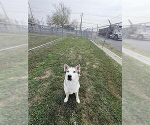 Siberian Husky Dogs for adoption in Corpus Christi, TX, USA