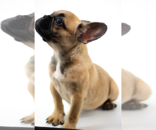 Medium Photo #4 French Bulldog Puppy For Sale in PORT SAINT LUCIE, FL, USA