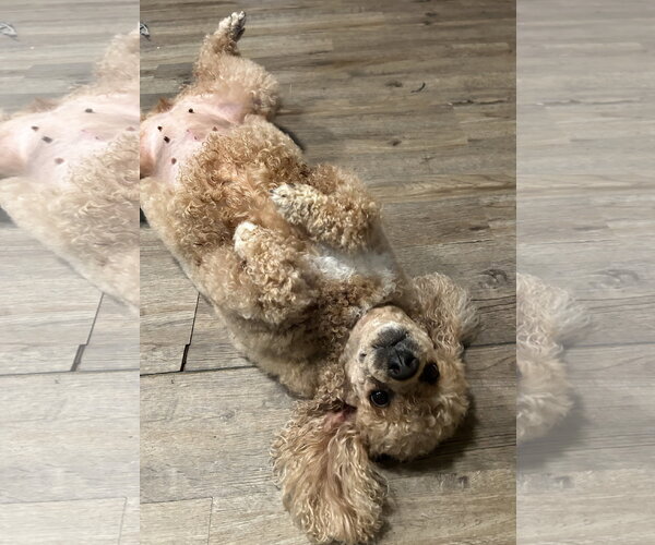 Medium Photo #10 Poodle (Miniature) Puppy For Sale in Pacolet, SC, USA