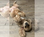 Small #9 Poodle (Miniature)
