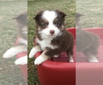 Small Photo #12 Miniature Australian Shepherd Puppy For Sale in BOWLING GREEN, KY, USA