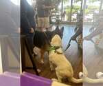 Small #3 Great Pyrenees