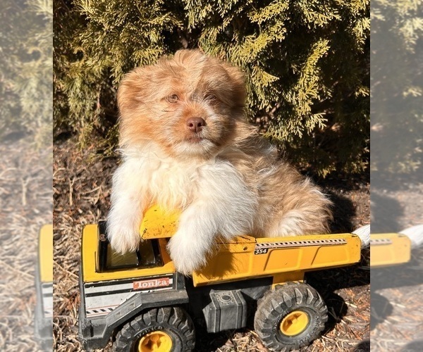 Medium Photo #4 Shiranian Puppy For Sale in MIDDLEBURY, IN, USA