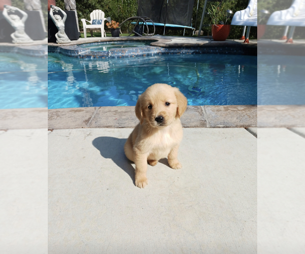 Medium Photo #5 Golden Retriever Puppy For Sale in BEVERLY HILLS, CA, USA