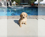 Small Photo #5 Golden Retriever Puppy For Sale in BEVERLY HILLS, CA, USA