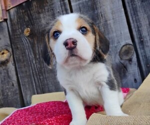 Beagle Puppy for sale in EVERETT, WA, USA