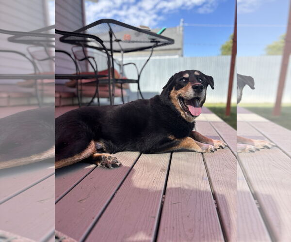 Medium Photo #4 Rottweiler-Siberian Husky Mix Puppy For Sale in Sandy, UT, USA