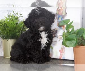 Poochon Puppy for sale in RED LION, PA, USA