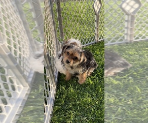 Yorkshire Terrier Dog for Adoption in FAIRBANK, Iowa USA