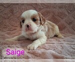 Small Photo #14 Cavapoo (Miniature) Puppy For Sale in STANLEY, WI, USA