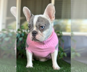 French Bulldog Puppy for Sale in SACRAMENTO, California USA