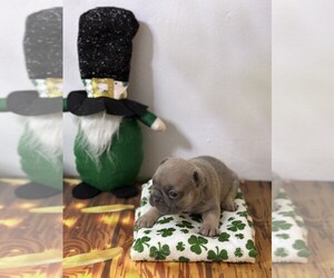 French Bulldog Puppy for Sale in PGH, Pennsylvania USA