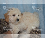 Small Photo #6 Bichpoo Puppy For Sale in SANGER, TX, USA