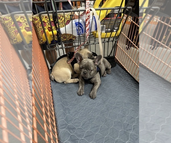 Medium Photo #12 French Bulldog Puppy For Sale in ORANGE, TX, USA