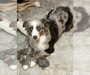 Mother of the Australian Shepherd puppies born on 03/09/2026
