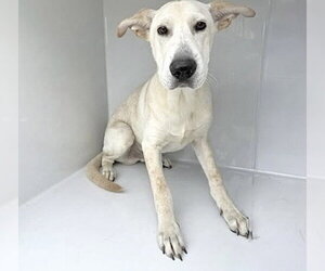 Labrador Retriever Dogs for adoption in Houston, TX, USA