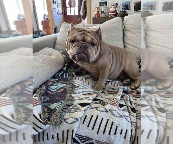 Medium Photo #5 French Bulldog-Unknown Mix Puppy For Sale in New York, NY, USA