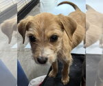 Small #1 Mutt