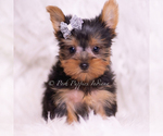 Image preview for Ad Listing. Nickname: Litter of 17