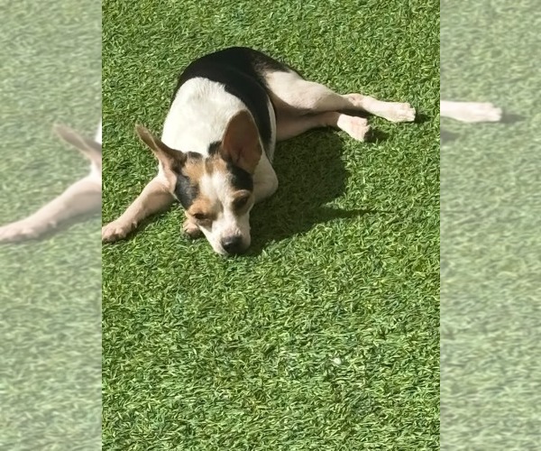 Medium Photo #2 Chihuahua-Unknown Mix Puppy For Sale in oakland, FL, USA