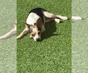 Casper - Male Chihuahua-Unknown Mix Dog for Adoption - Photo #2