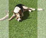 Small Photo #2 Chihuahua-Unknown Mix Puppy For Sale in oakland, FL, USA