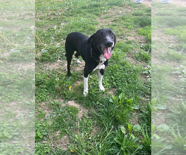 Medium Photo #2 Mutt Puppy For Sale in Osgood, IN, USA