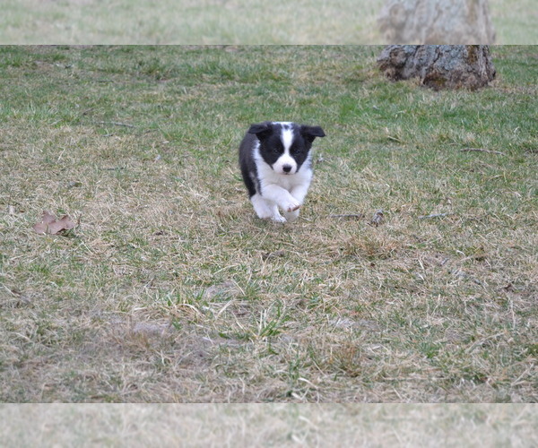 Medium Photo #8 Australian Shepherd Puppy For Sale in DIXON, MO, USA
