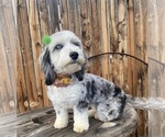 Small Photo #1 Aussiedoodle Miniature  Puppy For Sale in LAPOINT, UT, USA