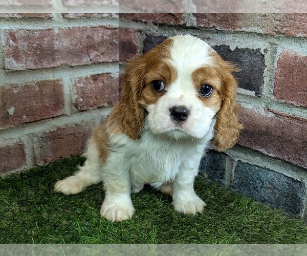Medium Photo #11 Cavalier King Charles Spaniel Puppy For Sale in MOBERLY, MO, USA