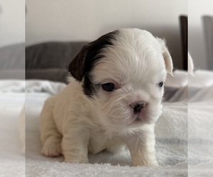 French Bulldog Puppy for sale in DAVENPORT, FL, USA