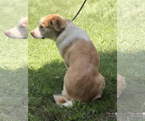 BJ - Female Australian Shepherd Dog for Adoption - Photo #4