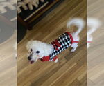 Small #6 Poodle (Miniature)