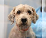 REMUS - Male Poodle (Miniature)-Unknown Mix Dog for Adoption - Small photo