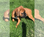 Small #7 Boxer