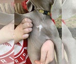 Small Photo #27 Weimaraner Puppy For Sale in WHITE HALL, AR, USA