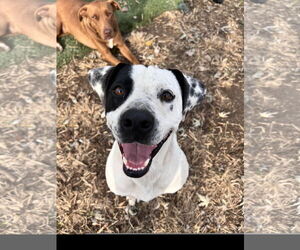 Sal - Male Staffordshire Bull Terrier-Unknown Mix Dog for Adoption - Photo #3