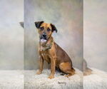 Small Retriever  Mix
