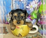 Small #4 Yorkshire Terrier