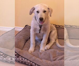 Labrenees Dogs for adoption in Crossville, AL, USA