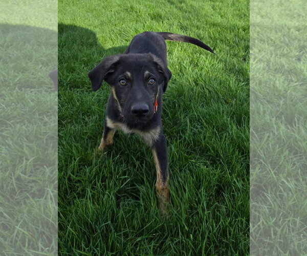 Medium Photo #2 German Shepherd Dog-Unknown Mix Puppy For Sale in New London, WI, USA
