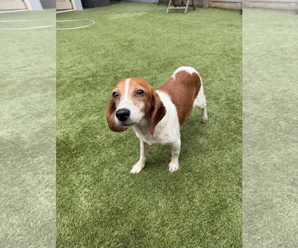 Medium Photo #5 Beagle Puppy For Sale in Arlington, VA, USA