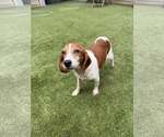 Small #4 Beagle
